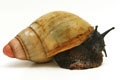 Archachatina marginata grevillei Cameroon adult